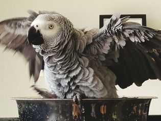 美妙的AfricanGreys