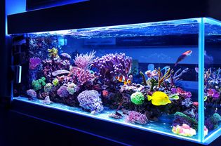 Coral tank with no substrate for undergravel filter