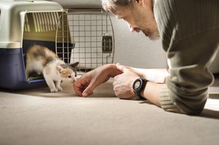 在全国猫日领养一只猫