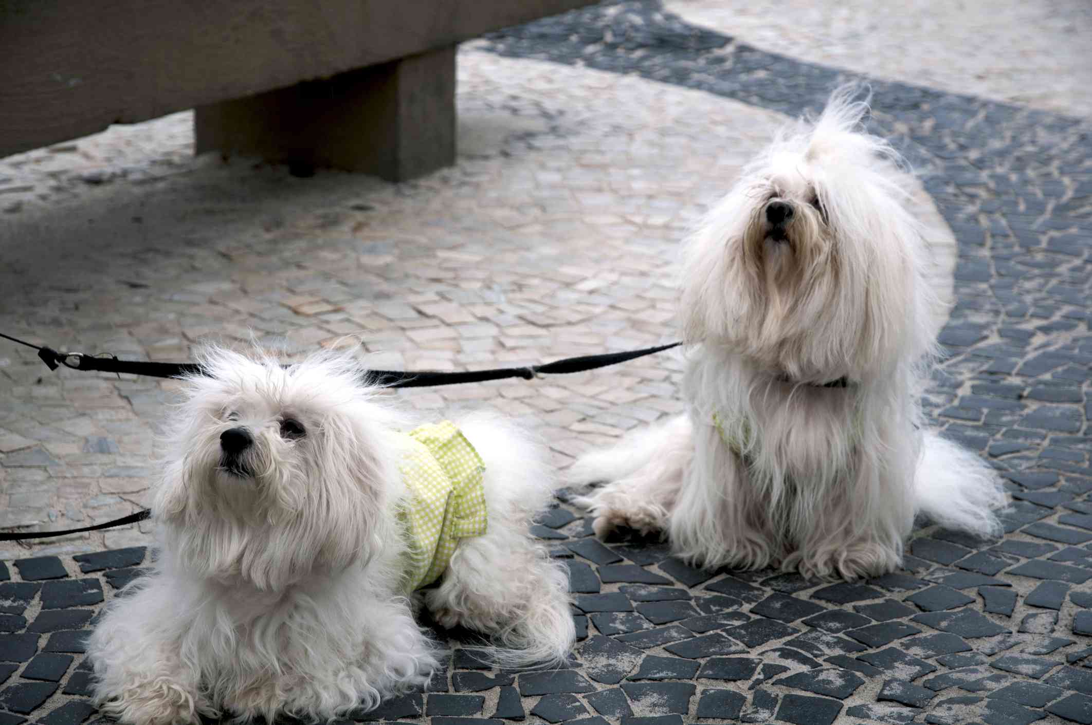 两只科顿图利尔犬