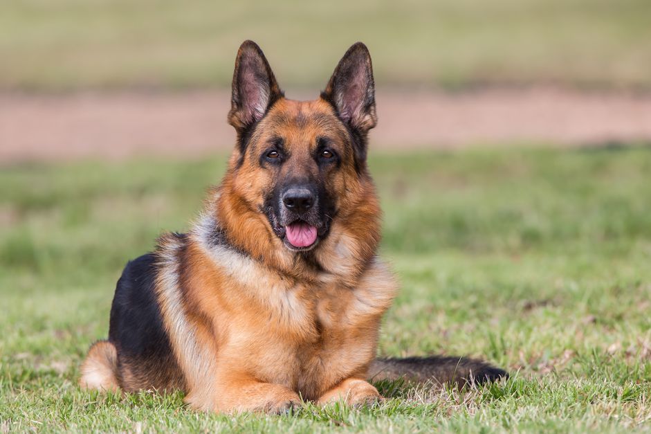 德国牧羊犬躺在草地上