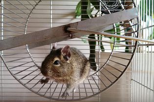 Hamster on wheel