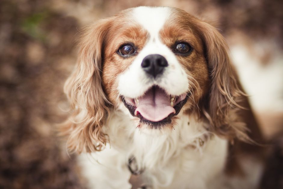 布伦海姆骑士查尔斯王猎犬