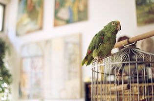 Parrot standing outside a cage.