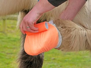 Person providing first-aid to a horse