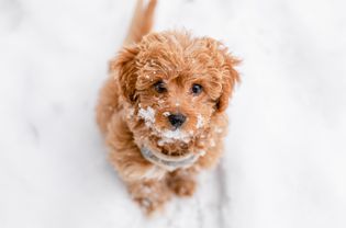 浅棕色和毛茸茸的小狗坐着，抬头看，身上覆盖着雪