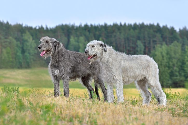 Irish wolfhounds