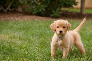 金毛猎犬幼犬在草地上