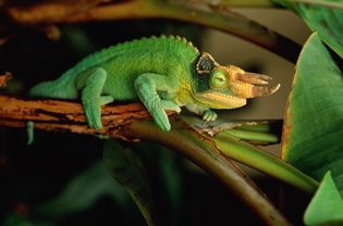 Jackson's chameleon sitting on a tree branch.