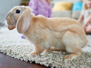 Cute rabbit