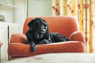 一只年长的黑色拉布拉多犬坐在一张橙色的椅子上