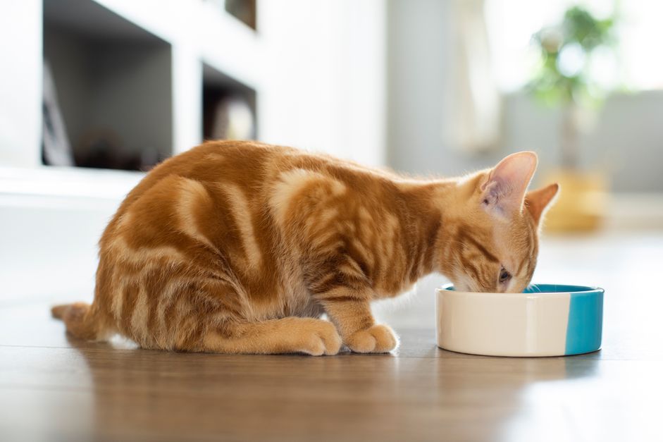 宠物姜猫在家里吃碗里的食物