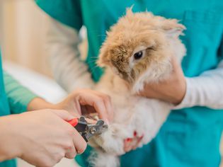 Adorable bunny on the visit to the vet.