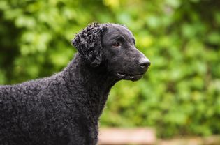 Adult curly-coated retriever profile