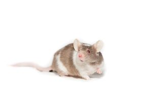 A white and brown rat on a white background