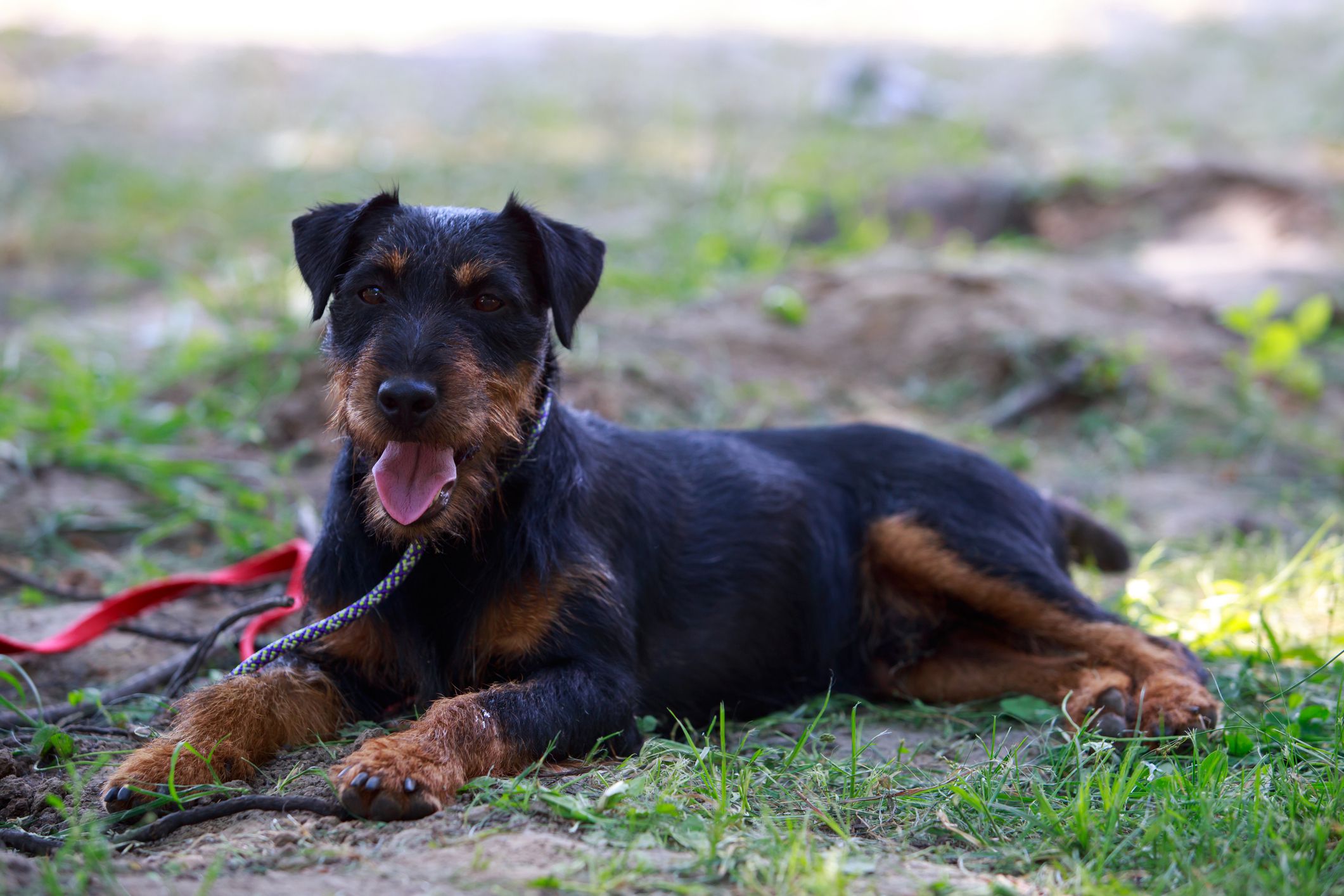 Jagdterrier lying in the grass.