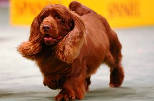 Sussex spaniel walking