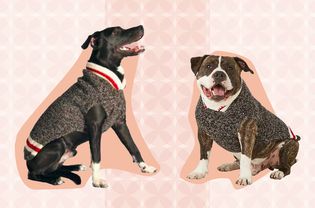 Best Dog Sweaters