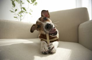 a cute puppy chewing on a toy