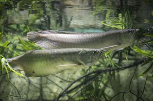 Two silver arowana in a planted aquarium