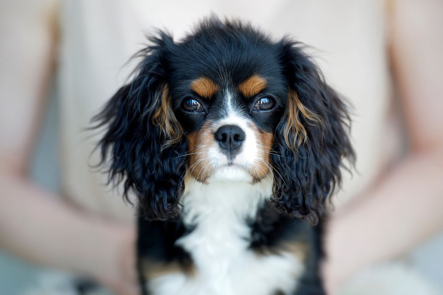 Cavalier King Charles Spaniel; fancy dog names