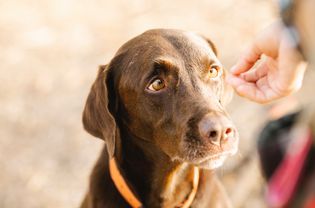 主人在阳光下训练拉布拉多猎犬