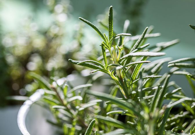 rosemary plant in pot