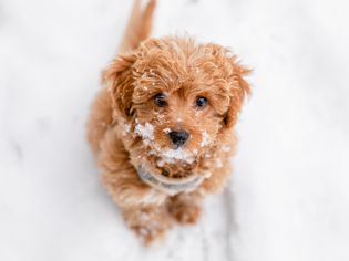 浅棕色毛茸茸的小狗坐着向上看，被雪覆盖