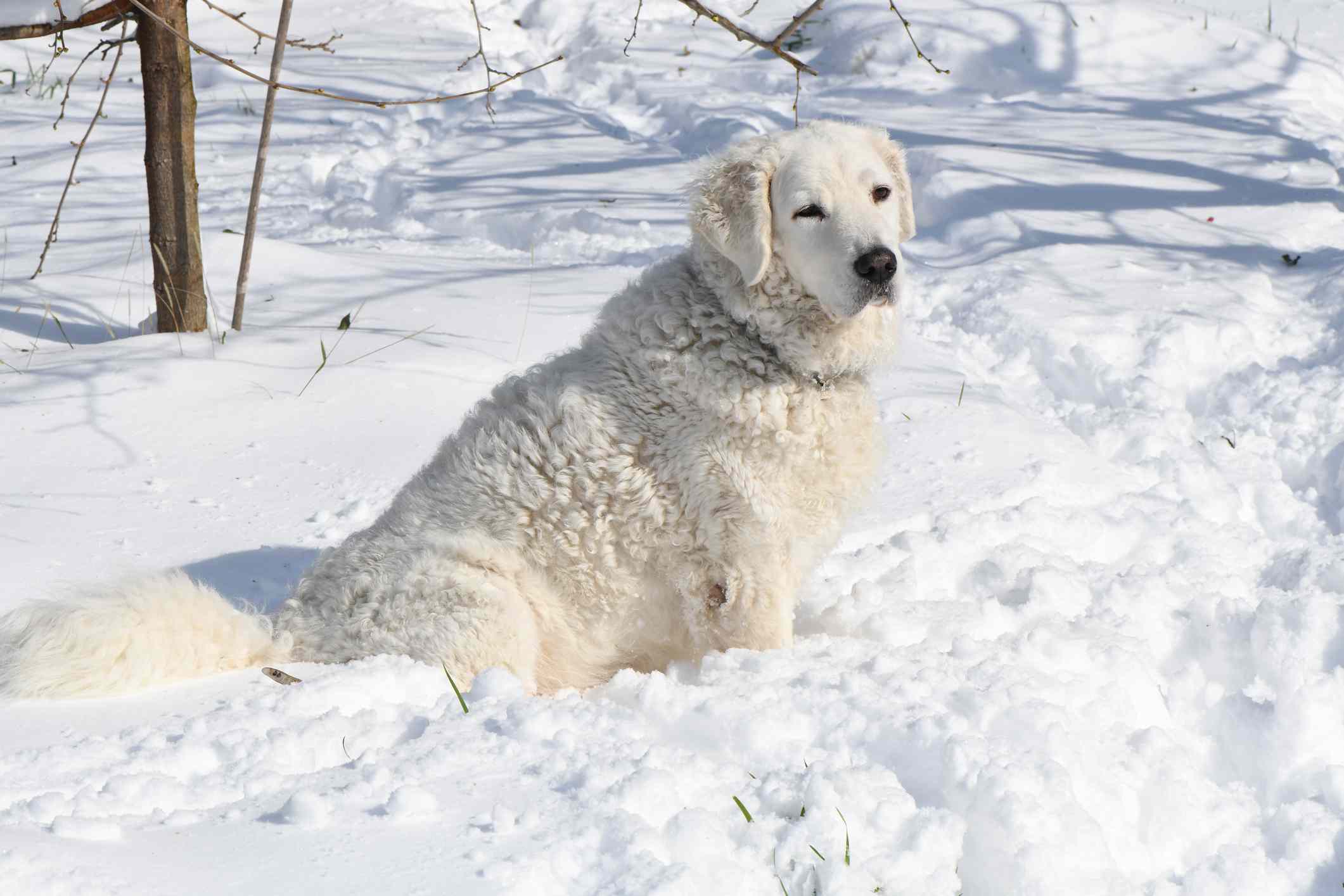 雪地里的Kuvasz狗