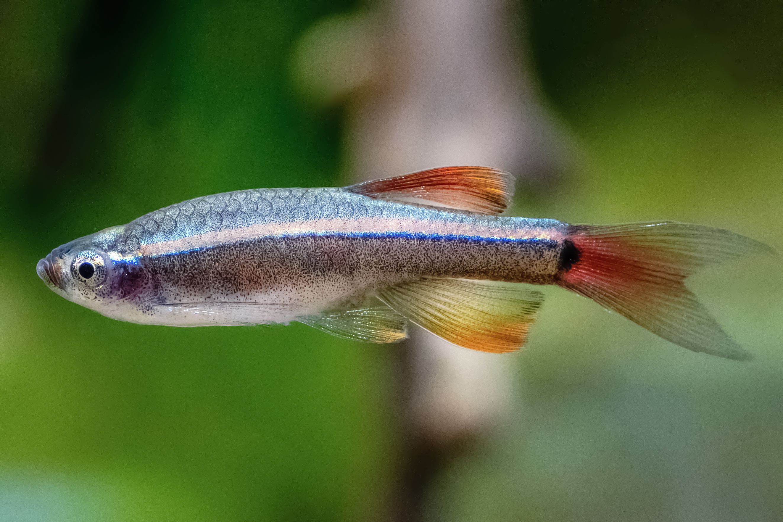 White cloud mountain minnow fish with gray scales and orange fins closeup