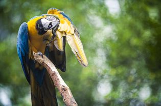 A blue-yellow macaw scratching itself