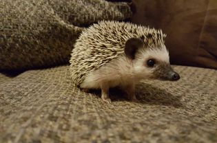 A close-up of a hedgehog indoors