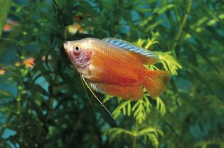 dwarf gourami