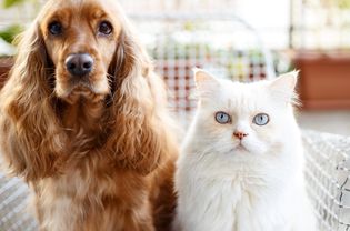 Cocker spaniel dog and white cat with blue eyes looking at the camera.