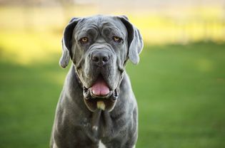 Blue Neapolitan Mastiff