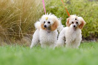 白色和棕褐色的卷毛贵宾犬站在外面五颜六色的淋洗液上