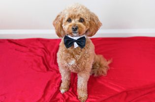 Small brown poodle wearing a celebrity-like bowtie on a red carpet