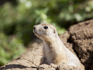 Prairie Dog