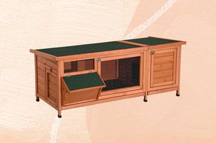 Guinea pig cage on peach background