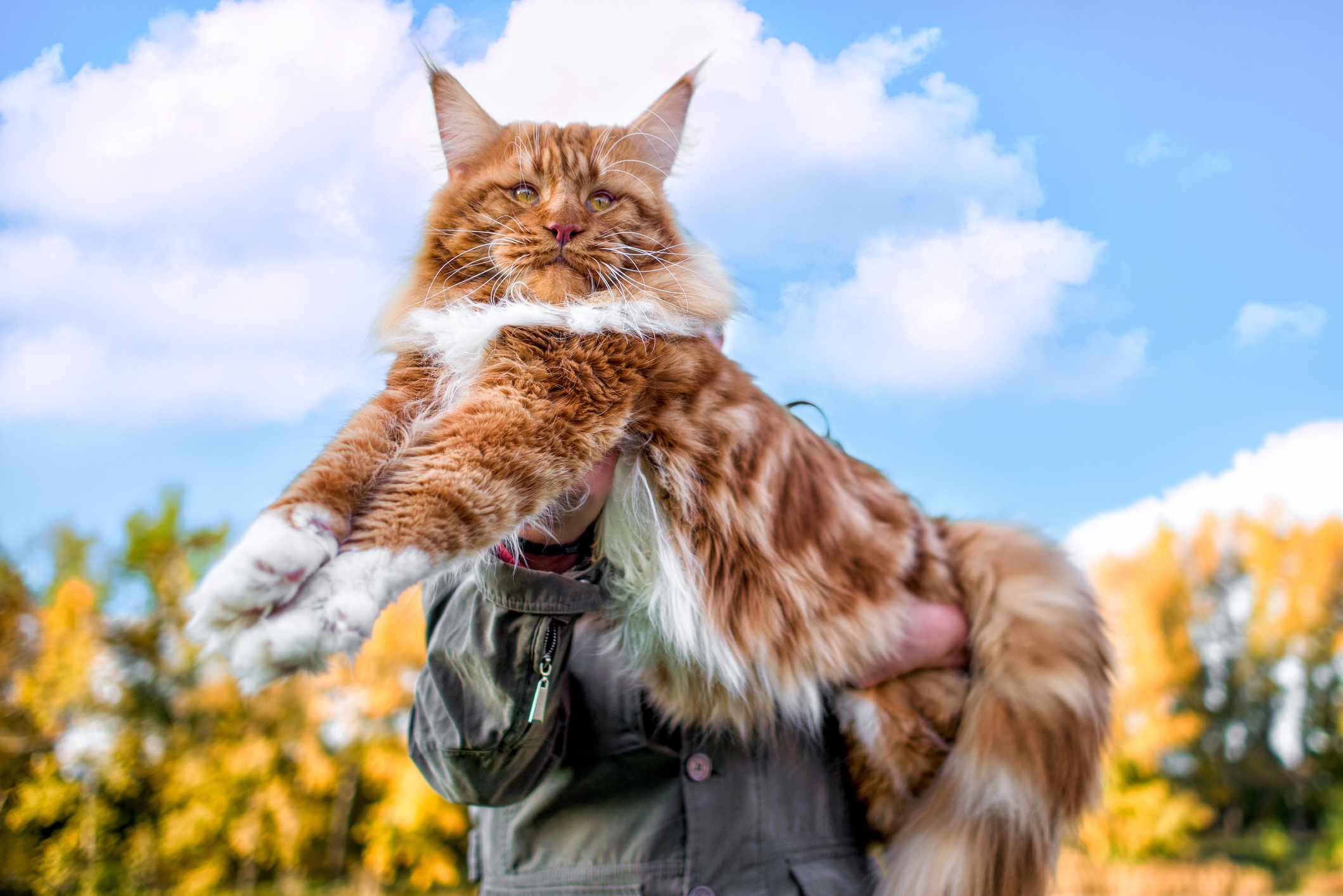 橙白相间的缅因猫