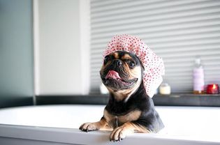 A black and brown French Bulldog in a shower cap in a bath tub.