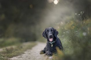 平毛猎犬躺在泥泞的小路上