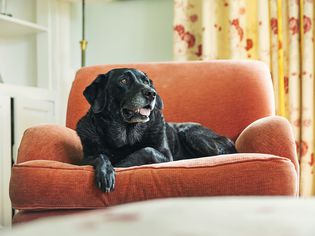 一只年长的黑色拉布拉多犬坐在一张橙色的椅子上