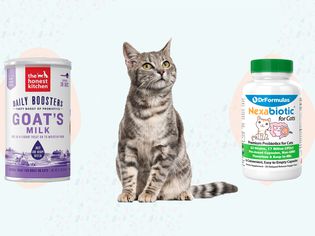 Cat sitting between two probiotics for cats displayed against a light blue background