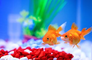 Two goldfish in a fish tank