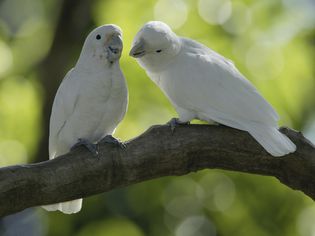 戈氏小鹦鹉