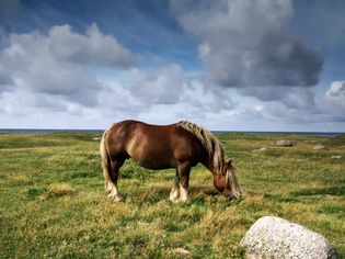 Ardennes horse grazing in a field