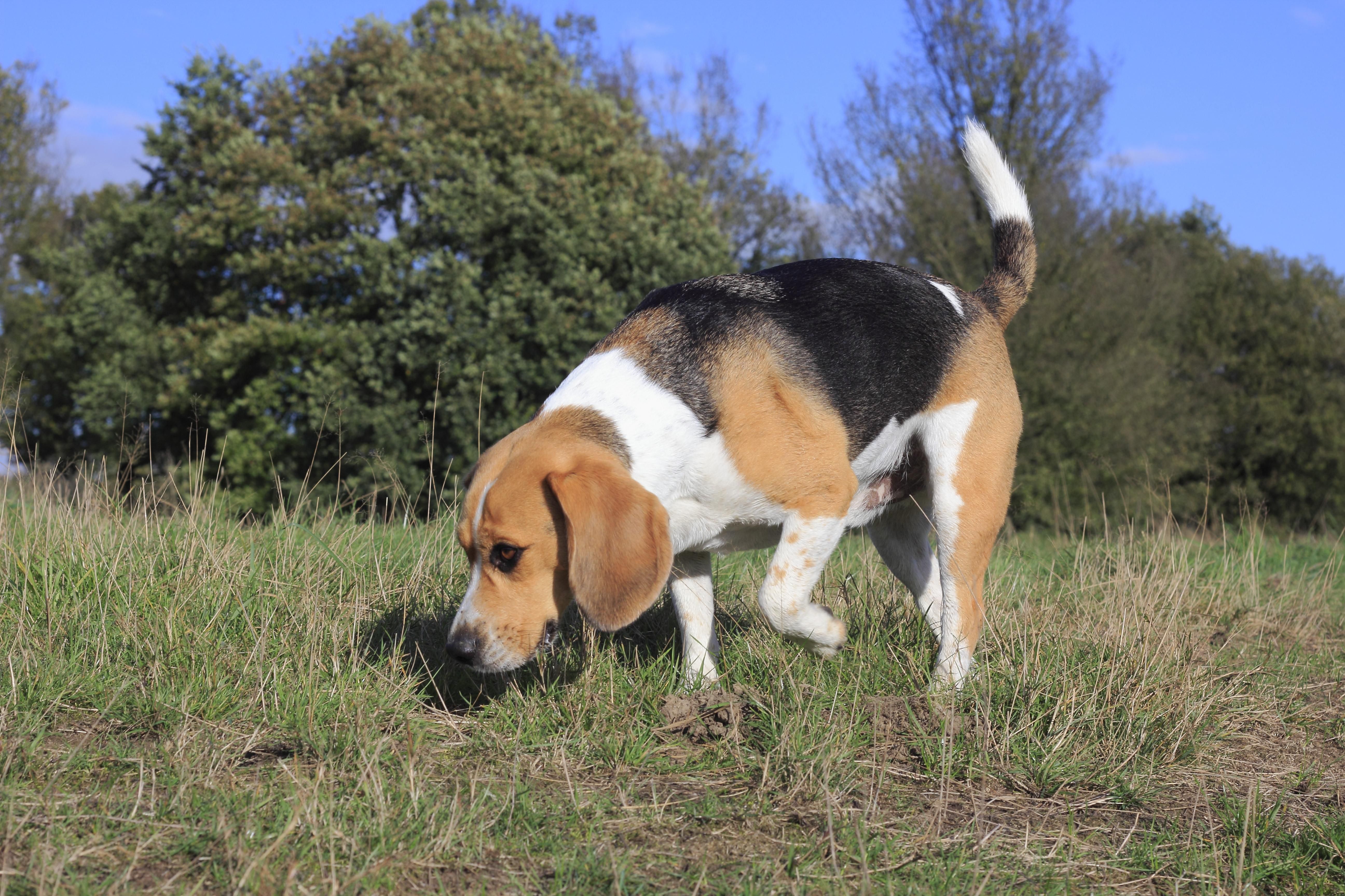 Beagle sniffing outside