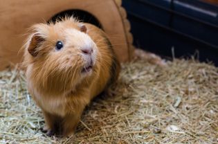 Red guinea pig on hay looking up.