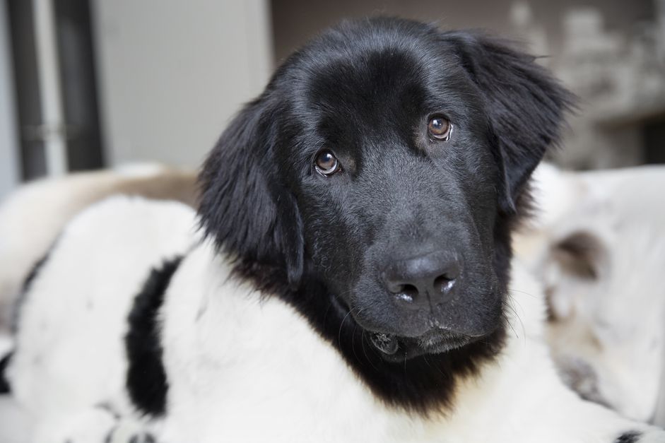 大型黑白相间的纽芬兰犬，头部微微转动